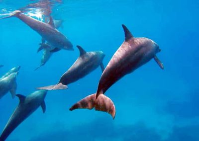 Delfin Szafari Speedhajóval 3 órás