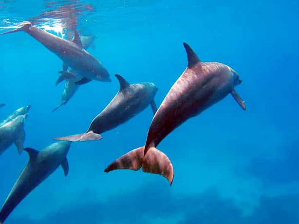 Delfin Szafari Speedhajóval 3 órás