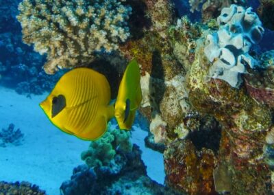 Coral Garden