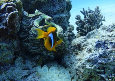 Coral Garden