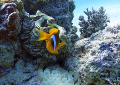 Coral Garden – sznorkelezés – Marsa Alam