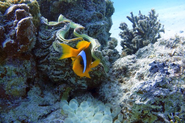 Coral Garden – sznorkelezés – Marsa Alam