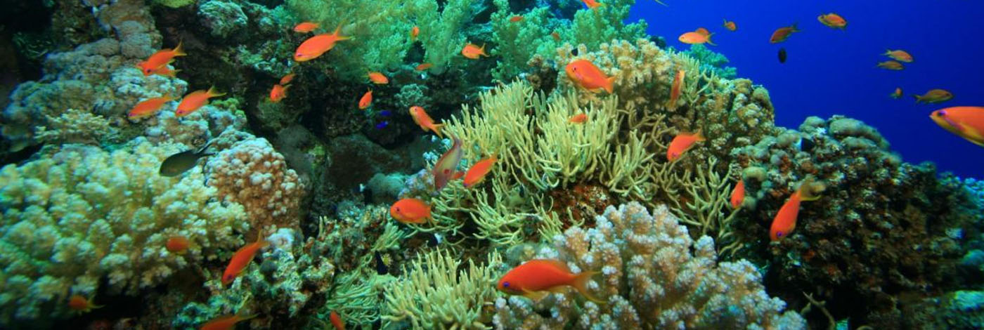 Kairó Coral Garden & Shaab Paradicsom