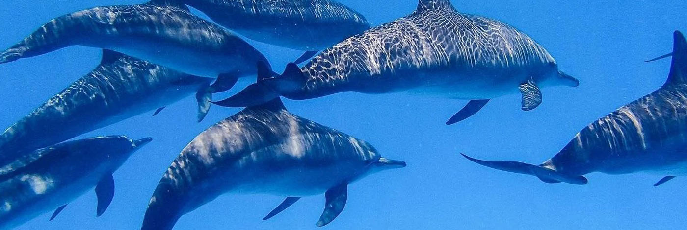 Kairó Sataya delfin
