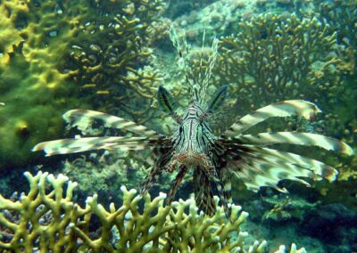 Coral Garden & Shaab Paradicsom