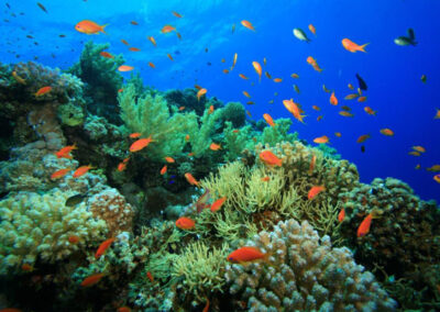 Coral Garden & Shaab Paradicsom búvárkodás