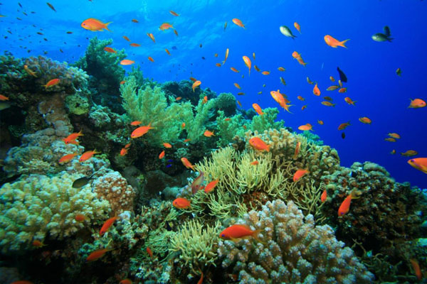 Coral Garden & Shaab Paradicsom búvárkodás