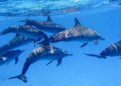 Satayah delfines egész napos hajós kirándulás