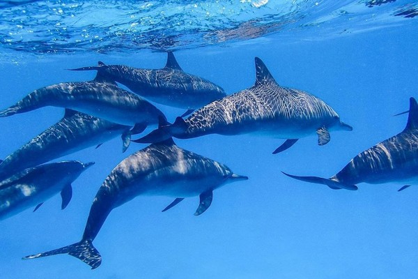 Satayah delfines egész napos hajós kirándulás