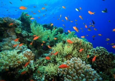 Coral Garden & Shaab Paradicsom