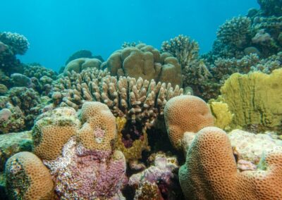 Coral Garden & Shaab Paradicsom