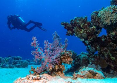Coral Garden & Shaab Paradicsom