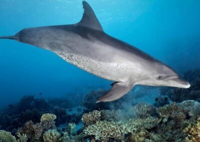 Samadai Delfin Ház VIP – palackos búvárkodás – Marsa Alam