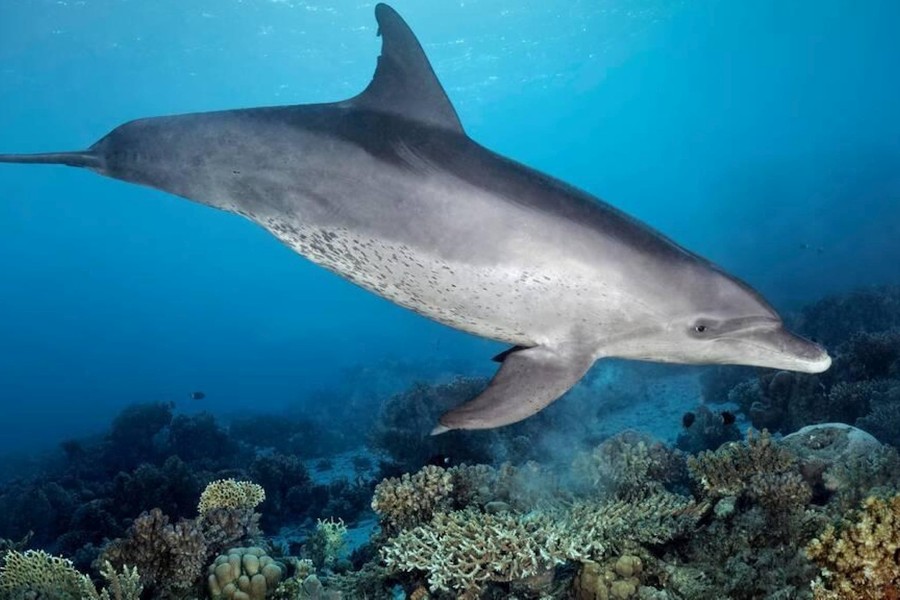 Samadai Delfin Ház VIP – palackos búvárkodás – Marsa Alam