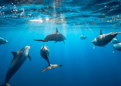 Samadai Delfin Ház – gyorshajós palackos búvárkodás – Marsa Alam