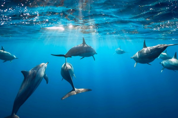 Samadai Delfin Ház – gyorshajós palackos búvárkodás – Marsa Alam