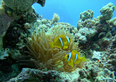 Sharm El Luli