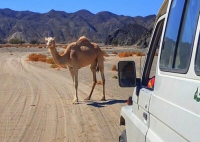 Szuper Szafari VIP – Marsa Alam