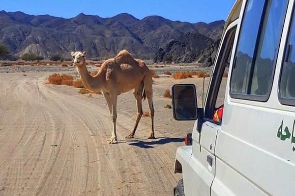 Szuper Szafari VIP – Marsa Alam