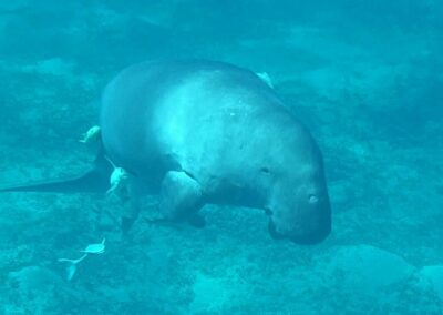Üvegfenekű hajó Marsa Alam