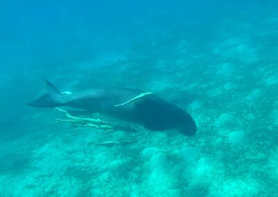 Üvegfenekű hajó Marsa Alam