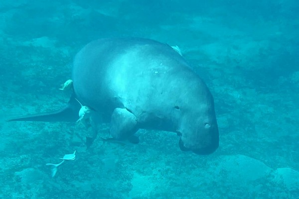 Üvegfenekű hajó – Marsa Alam