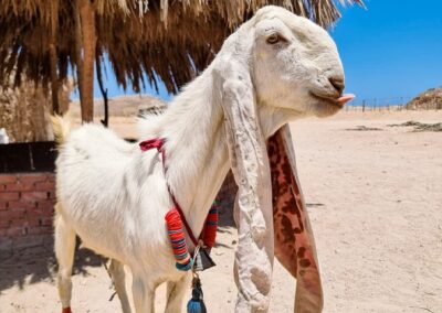Jeep Szafari Marsa Alam