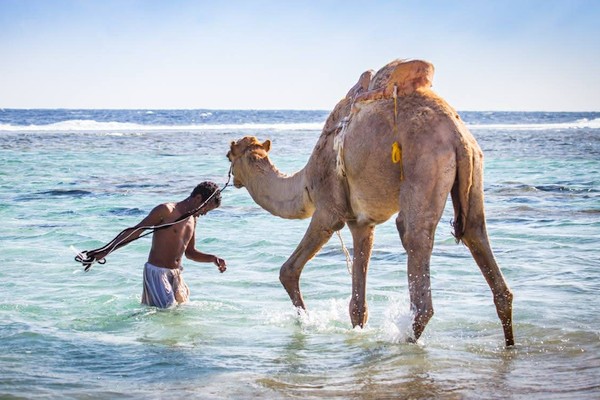 Moto Marine Szafari – Marsa Alam