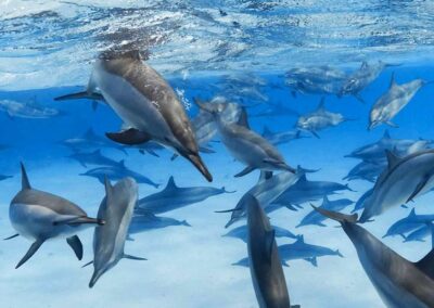 Samadai Delfin Ház VIP – Marsa Alam