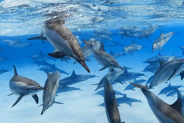 Samadai Delfin Ház VIP – Marsa Alam