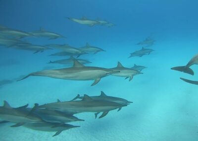 Delfin Szafari