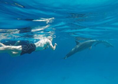 Delfin Szafari