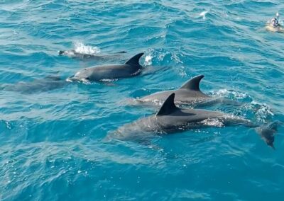 Delfin Szafari